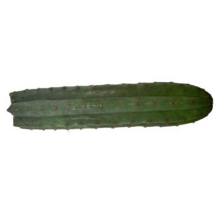 Trichocereus peruvianus - peruvian Torch